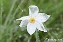 VBS_1146 - Fioritura narcisi a Castelnuovo Nigra 2023